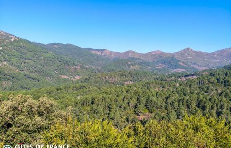 Chambre d'hôtes n°20381 Aullène - Corse - photo